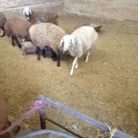 ۱۰ راس  بره ماده