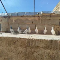 کبوتر پلاکی