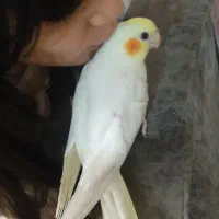 عروس هلندی طوطی دان خور|پرنده|کرمانشاه, |دیوار