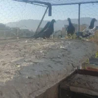 کفتر مناسب|پرنده|بیرجند, |دیوار