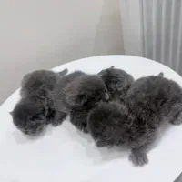 بچه گربه اسکاتیش بلو