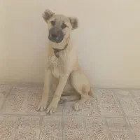 سگ سراب