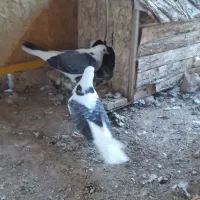 کبوتر دو بالی