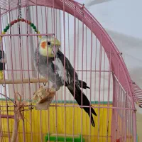 عروس سخنگو|پرنده|گرگان, |دیوار