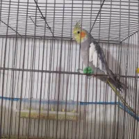 طوطی عروس هلندی سخنگو