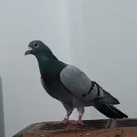 کبوتر سبز المانی