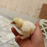 جوجه برهما