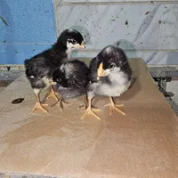 جوجه زینتی|حیوانات مزرعه|اراک, |دیوار