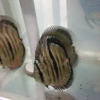 شاه ماهی اب شیرین دیسکس