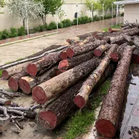 فروش تنه کاج طلایی