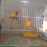 پرنده دوهفته گلوله برزیلی بایه قفس ۳میلیون همش