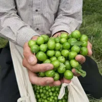 نهال آلو سیاه گوجه سبز گلابی