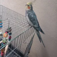 عروس هلندی نر همراه قفس|پرنده|ری, شهرک نظامی|دیوار