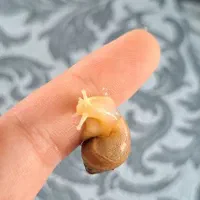 فروش حلزون درمانی آلبینو مخصوص پرورش