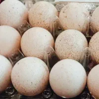 تخم بوقله نطفه دار