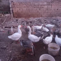 تعدادی قوغاز اصل سفید خاکستری  درشت سالم وسلامت|حیوانات مزرعه|کلاله, |دیوار