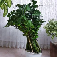 زامیفولیای بسیار بزرگ و پرپشت