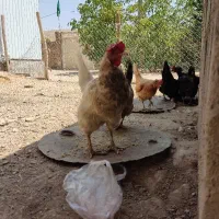 مرغ و خروس
