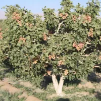 اکیپ پسته چین