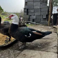 فروش فوری اسرائیلی