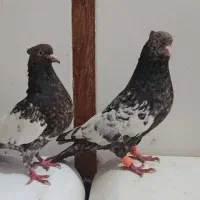 کبوتر سینه کوهی