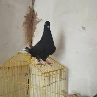 دوتا ماده اشعل