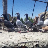 کبوتر