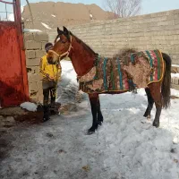 اسب نر پر خون|اسب و تجهیزات اسب‌سواری|مرند, |دیوار