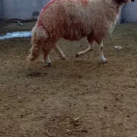 یک عدد شیشک دو دندون سنجابی با کیفیت