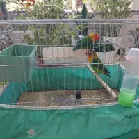 یک جفت کوتوله برزیلی فیشر