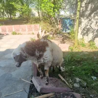 بره نر سالم  علف خوار