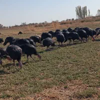 بوقلمون محلی وارگانیک|حیوانات مزرعه|بوکان, |دیوار