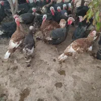 فروش بوقلمون محلی عمده خورده|حیوانات مزرعه|بوکان, |دیوار