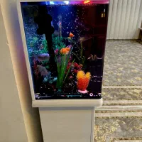 آکواریوم|ماهی|پاکدشت, پاکدشت (مامازند)|دیوار