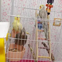 قفس بزرگ با تمام وسایل|لوازم جانبی حیوانات|سنندج, |دیوار