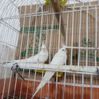 عروس هلندی. جهرم البینو. جفت مولد