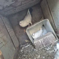 دم سیاه دم سبز جفت|پرنده|رفسنجان, |دیوار