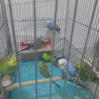 مرغ عشق جوجه و مولد|پرنده|ری, علایین|دیوار