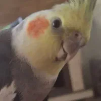 عروس هلندی گم شده