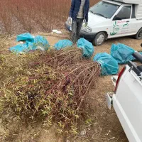 پیشفروش نهال انگور ویکتوریا|خدمات باغبانی و درختکاری|کندوان, |دیوار