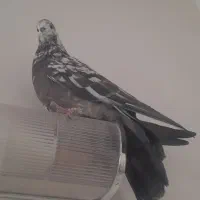 کفتر کبوتر|پرنده|خمینی‌شهر, |دیوار