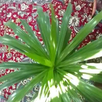 گل پاندانوس