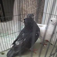 دو عدد کبوتر  بلژیکی و پفکی