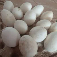 تخم غاز ارگانیک و خانگی