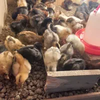 جوجه گلپایگانی