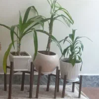 استند گلدان|گل و گیاه طبیعی|بروجرد, |دیوار