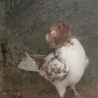 نر وماده پرش سنگین ومیلو بازی دار|پرنده|لاران, |دیوار