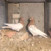 کفتر نقش .رنگی .سینه ای کله ای ودورگ