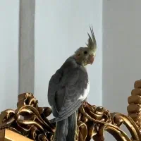 فر‌شی طوطی عروس