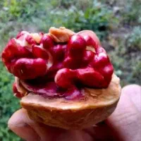 گردو لیورمور|خدمات باغبانی و درختکاری|قره ضیاالدین, |دیوار